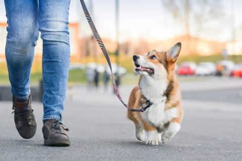 Helpa dog walking service